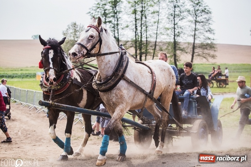 Zdjęcie w galerii na portalu naszraciborz.pl: Konny korowód podczas drugiego dnia majówki w Kornicach wiadomości z regionu