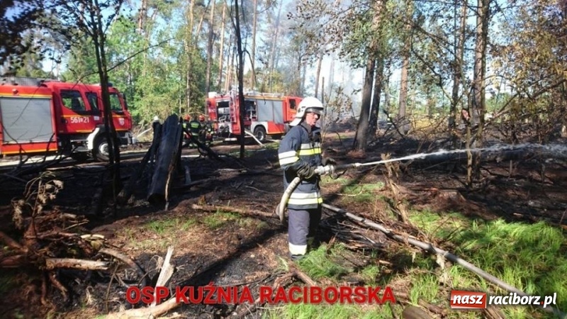 Zdjęcie w galerii na portalu naszraciborz.pl: Pożar 100-letniego lasu między Kuźnią a Nędzą. Strażacy nie wykluczają podpalenia wiadomości z regionu