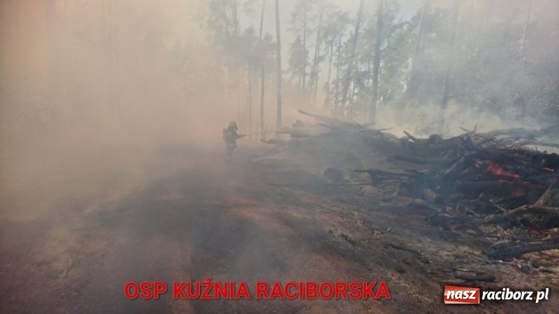 Zdjęcie w galerii na portalu naszraciborz.pl: Pożar 100-letniego lasu między Kuźnią a Nędzą. Strażacy nie wykluczają podpalenia wiadomości z regionu