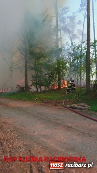 Zdjęcie w galerii na portalu naszraciborz.pl: Pożar 100-letniego lasu między Kuźnią a Nędzą. Strażacy nie wykluczają podpalenia wiadomości z regionu