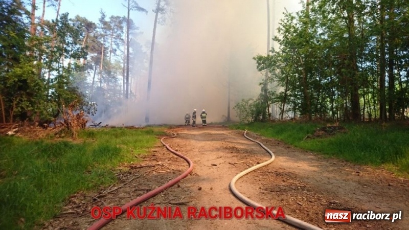 Zdjęcie w galerii na portalu naszraciborz.pl: Pożar 100-letniego lasu między Kuźnią a Nędzą. Strażacy nie wykluczają podpalenia wiadomości z regionu