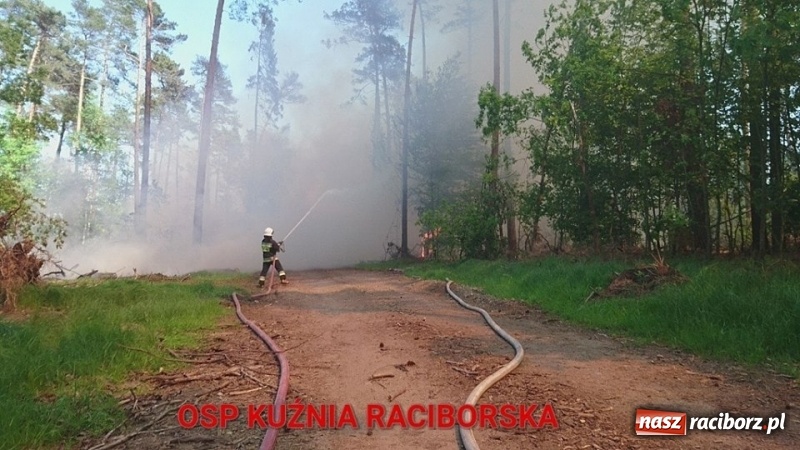 Zdjęcie w galerii na portalu naszraciborz.pl: Pożar 100-letniego lasu między Kuźnią a Nędzą. Strażacy nie wykluczają podpalenia wiadomości z regionu