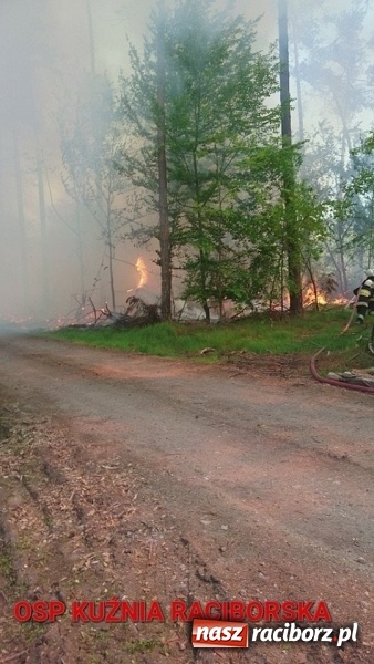 Zdjęcie w galerii na portalu naszraciborz.pl: Pożar 100-letniego lasu między Kuźnią a Nędzą. Strażacy nie wykluczają podpalenia wiadomości z regionu
