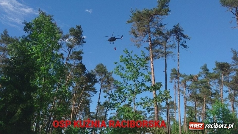 Zdjęcie w galerii na portalu naszraciborz.pl: Pożar 100-letniego lasu między Kuźnią a Nędzą. Strażacy nie wykluczają podpalenia wiadomości z regionu