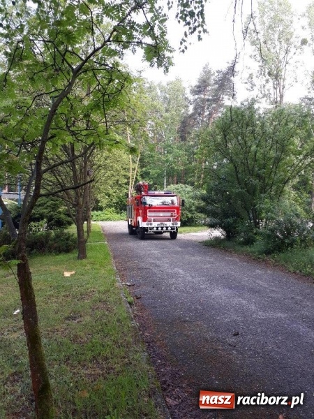 Zdjęcie w galerii na portalu naszraciborz.pl: Nadłamany konar zagrażał przechodniom wiadomości z regionu