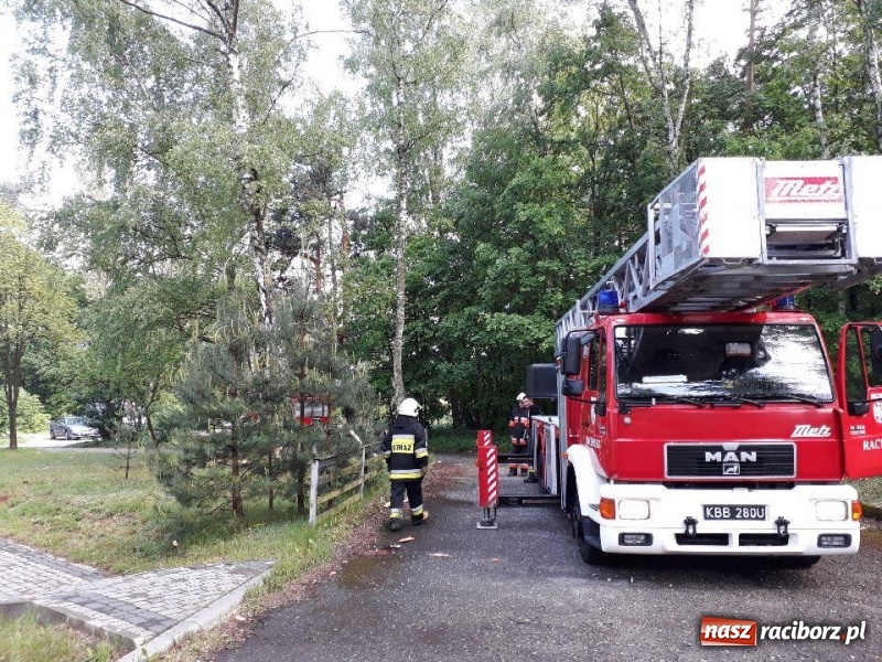 Zdjęcie w galerii na portalu naszraciborz.pl: Nadłamany konar zagrażał przechodniom wiadomości z regionu