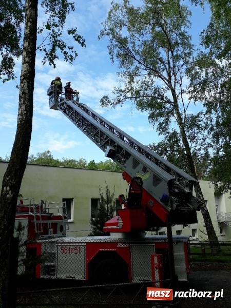 Zdjęcie w galerii na portalu naszraciborz.pl: Nadłamany konar zagrażał przechodniom wiadomości z regionu