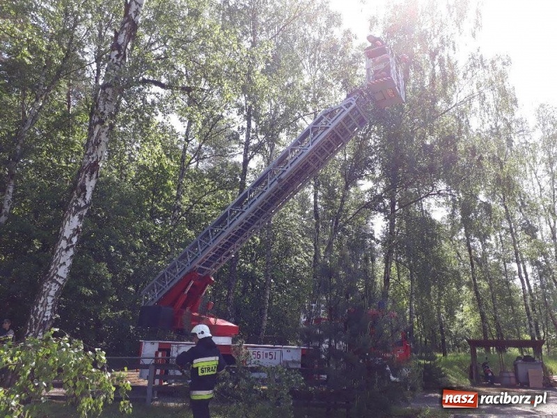 Zdjęcie w galerii na portalu naszraciborz.pl: Nadłamany konar zagrażał przechodniom wiadomości z regionu