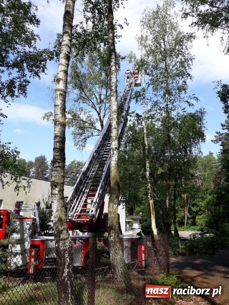 Zdjęcie w galerii na portalu naszraciborz.pl: Nadłamany konar zagrażał przechodniom wiadomości z regionu