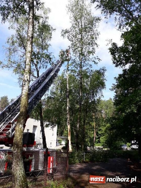 Zdjęcie w galerii na portalu naszraciborz.pl: Nadłamany konar zagrażał przechodniom wiadomości z regionu