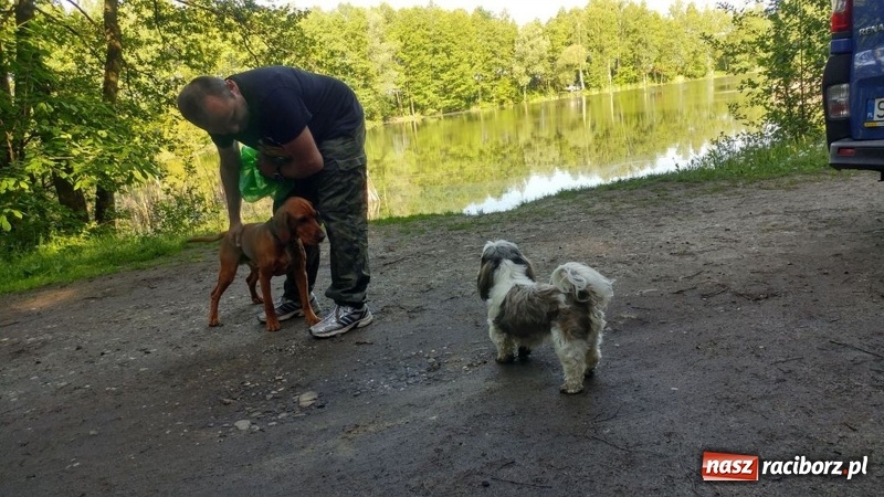 Zdjęcie w galerii na portalu naszraciborz.pl: Raciborski OSiR zaprosił dziś na rodzinne wędkowanie na Babiczoku wiadomości z regionu