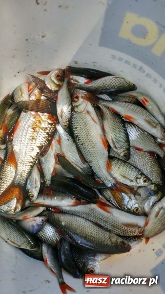 Zdjęcie w galerii na portalu naszraciborz.pl: Raciborski OSiR zaprosił dziś na rodzinne wędkowanie na Babiczoku wiadomości z regionu