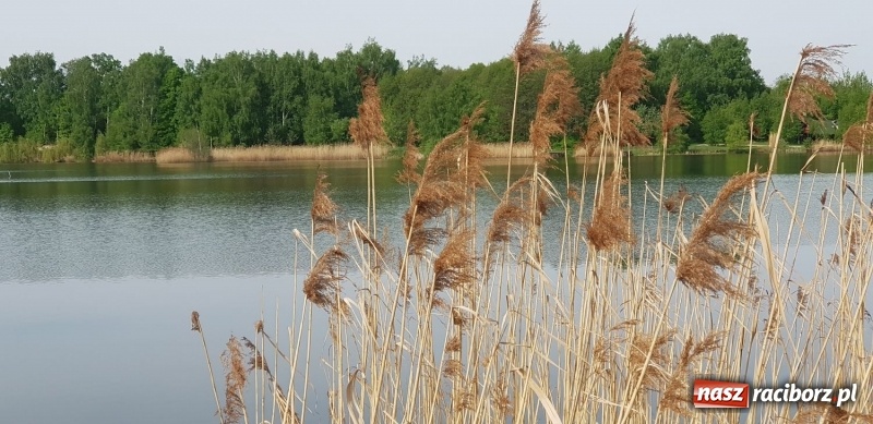 Zdjęcie w galerii na portalu naszraciborz.pl: Monitoring, domki wędkarskie i prąd dla wszystkich. Łowiska Babiczok w gminie Nędza rozbudowują się wiadomości z regionu
