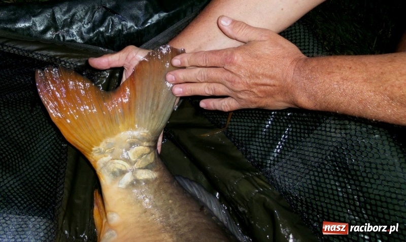 Zdjęcie w galerii na portalu naszraciborz.pl: Monitoring, domki wędkarskie i prąd dla wszystkich. Łowiska Babiczok w gminie Nędza rozbudowują się wiadomości z regionu