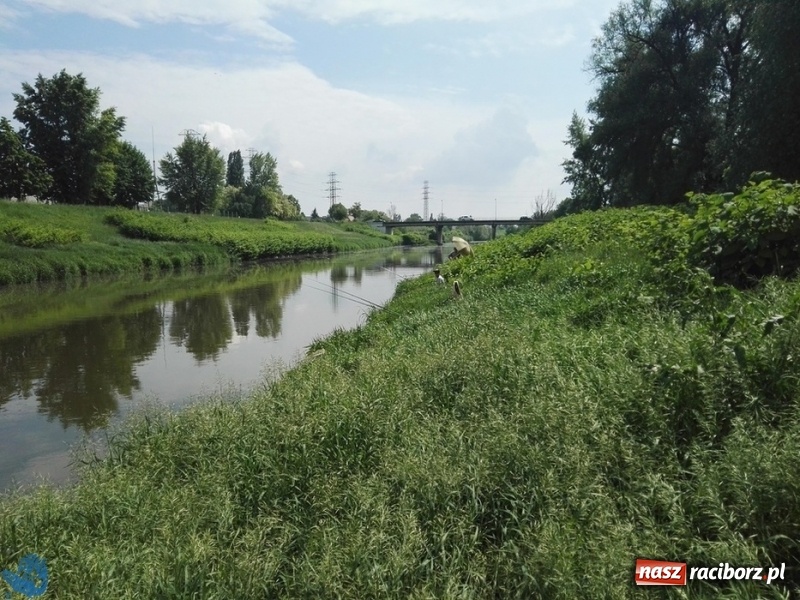 Zdjęcie w galerii na portalu naszraciborz.pl: Tomasz Reichel zwycięzcą zawodów Odra 2018 wiadomości z regionu