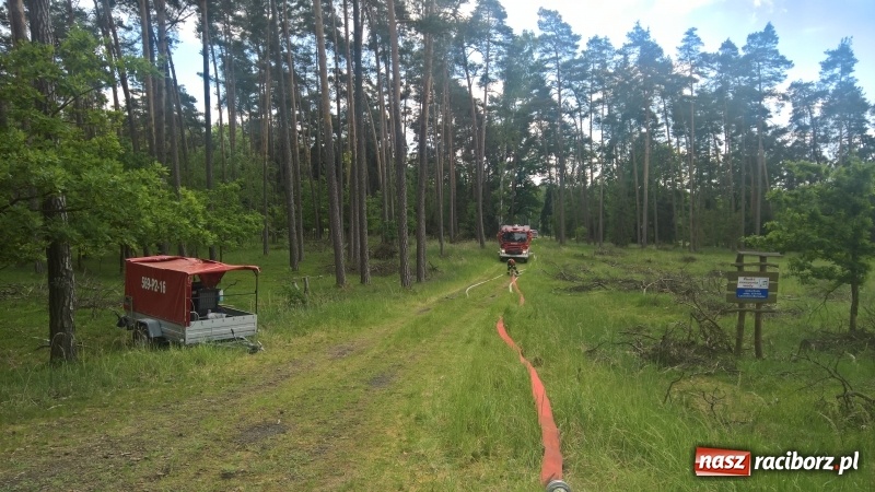 Zdjęcie w galerii na portalu naszraciborz.pl: Wielki pożar lasu koło Rudy Kozielskiej. Dziś w naszym powiecie odbyły się ćwiczenia wojewódzkie straży pożarnej wiadomości z regionu