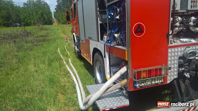 Zdjęcie w galerii na portalu naszraciborz.pl: Wielki pożar lasu koło Rudy Kozielskiej. Dziś w naszym powiecie odbyły się ćwiczenia wojewódzkie straży pożarnej wiadomości z regionu