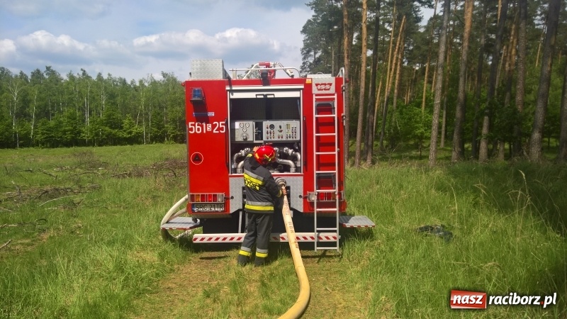 Zdjęcie w galerii na portalu naszraciborz.pl: Wielki pożar lasu koło Rudy Kozielskiej. Dziś w naszym powiecie odbyły się ćwiczenia wojewódzkie straży pożarnej wiadomości z regionu