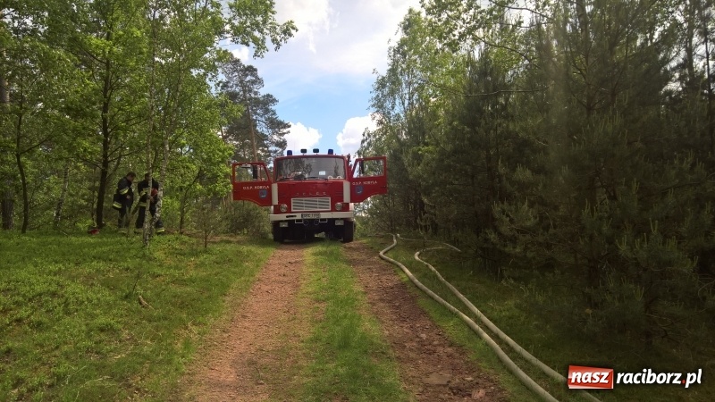 Zdjęcie w galerii na portalu naszraciborz.pl: Wielki pożar lasu koło Rudy Kozielskiej. Dziś w naszym powiecie odbyły się ćwiczenia wojewódzkie straży pożarnej wiadomości z regionu