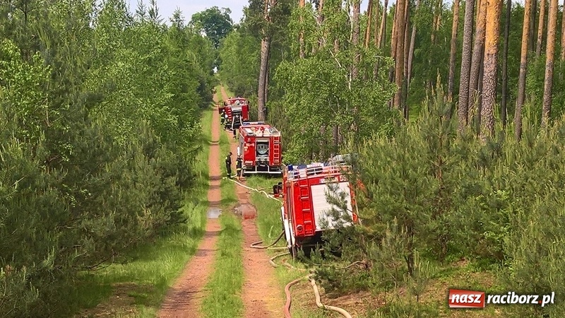 Zdjęcie w galerii na portalu naszraciborz.pl: Wielki pożar lasu koło Rudy Kozielskiej. Dziś w naszym powiecie odbyły się ćwiczenia wojewódzkie straży pożarnej wiadomości z regionu