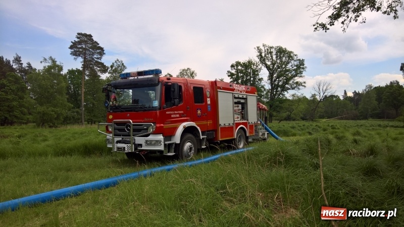 Zdjęcie w galerii na portalu naszraciborz.pl: Wielki pożar lasu koło Rudy Kozielskiej. Dziś w naszym powiecie odbyły się ćwiczenia wojewódzkie straży pożarnej wiadomości z regionu