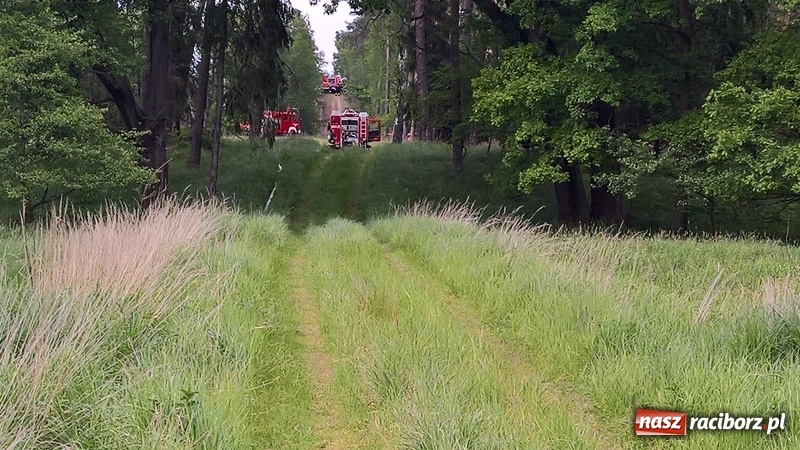 Zdjęcie w galerii na portalu naszraciborz.pl: Wielki pożar lasu koło Rudy Kozielskiej. Dziś w naszym powiecie odbyły się ćwiczenia wojewódzkie straży pożarnej wiadomości z regionu