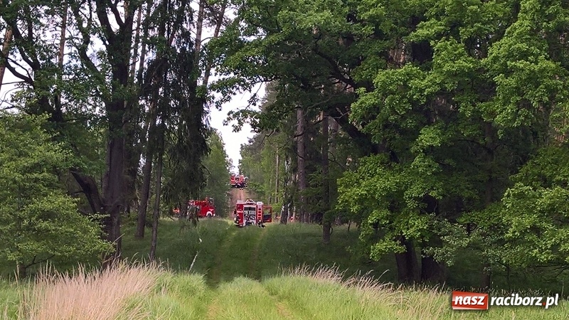 Zdjęcie w galerii na portalu naszraciborz.pl: Wielki pożar lasu koło Rudy Kozielskiej. Dziś w naszym powiecie odbyły się ćwiczenia wojewódzkie straży pożarnej wiadomości z regionu