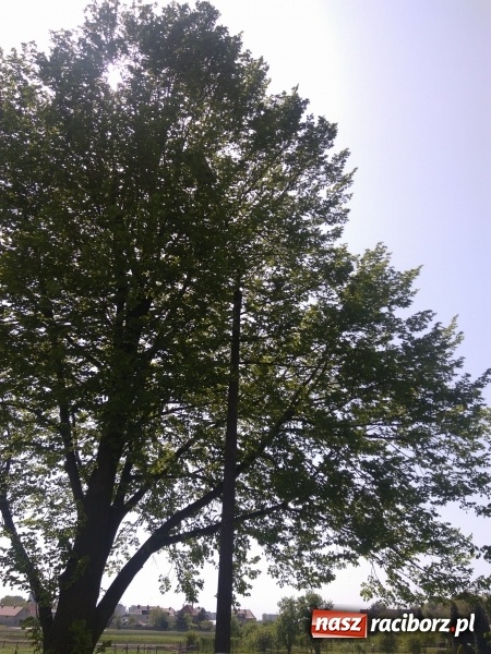 Zdjęcie w galerii na portalu naszraciborz.pl: Słup stoi na słowo honoru, a latarnia oświetla koronę drzewa  wiadomości z regionu