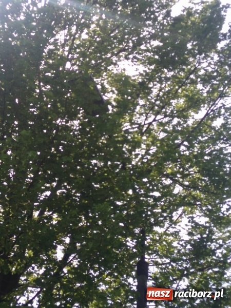 Zdjęcie w galerii na portalu naszraciborz.pl: Słup stoi na słowo honoru, a latarnia oświetla koronę drzewa  wiadomości z regionu