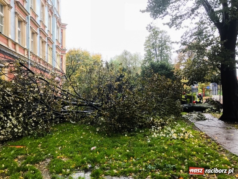 Zdjęcie w galerii na portalu naszraciborz.pl: Z placu Wolności znikają drzewa. Jak wyglądały dawniej, jak wyglądają dziś  wiadomości z regionu