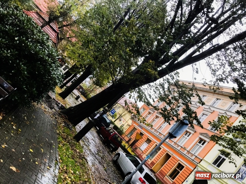 Zdjęcie w galerii na portalu naszraciborz.pl: Z placu Wolności znikają drzewa. Jak wyglądały dawniej, jak wyglądają dziś  wiadomości z regionu