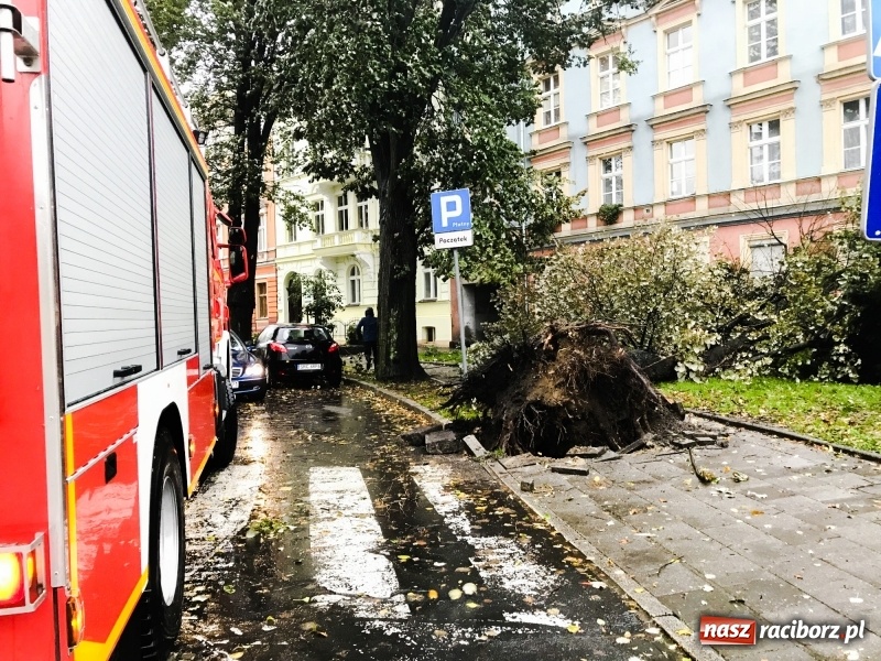 Zdjęcie w galerii na portalu naszraciborz.pl: Z placu Wolności znikają drzewa. Jak wyglądały dawniej, jak wyglądają dziś  wiadomości z regionu