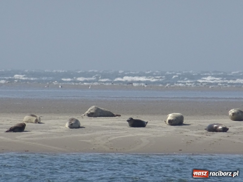 Zdjęcie w galerii na portalu naszraciborz.pl: Nauczycielki szkoły w Tworkowie na spotkaniu koordynatorów w Danii wiadomości z regionu