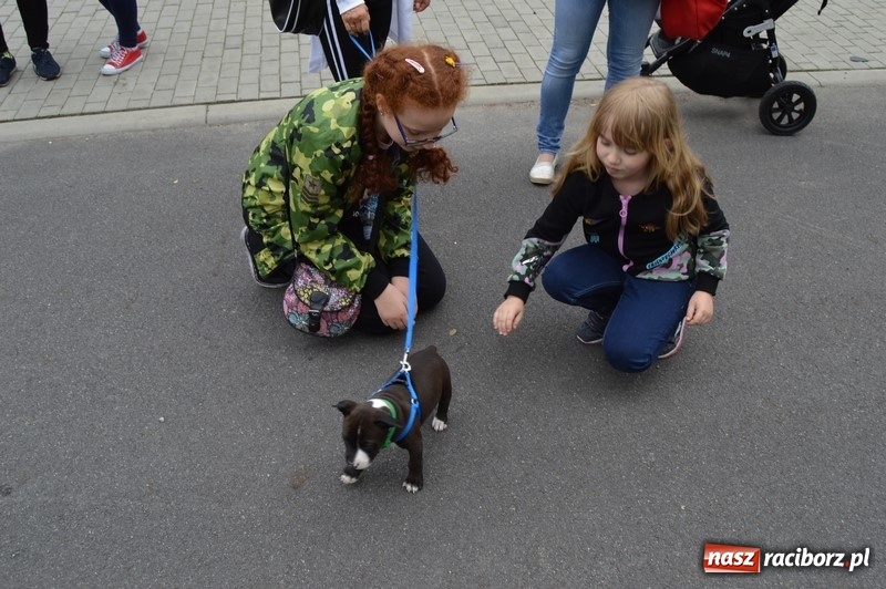 Zdjęcie w galerii na portalu naszraciborz.pl: Moc atrakcji na Pikniku Rodzinnym w SP 4 wiadomości z regionu