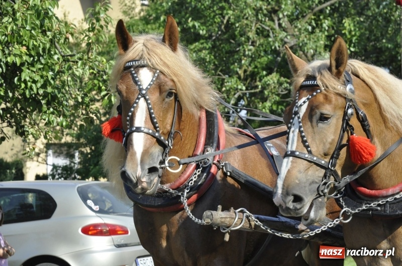 Zdjęcie w galerii na portalu naszraciborz.pl: Ze świętym Urbanem po brzeskich polach i łąkach wiadomości z regionu