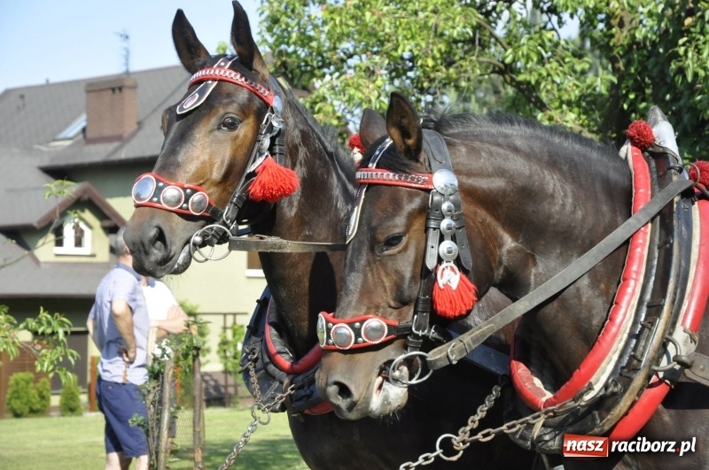 Zdjęcie w galerii na portalu naszraciborz.pl: Ze świętym Urbanem po brzeskich polach i łąkach wiadomości z regionu