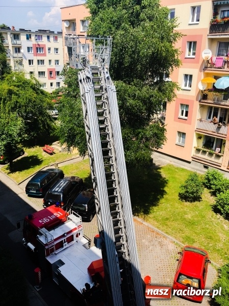 Zdjęcie w galerii na portalu naszraciborz.pl: Rój pszczół na ulicy Pracy. W akcji strażacy i pszczelarz  wiadomości z regionu
