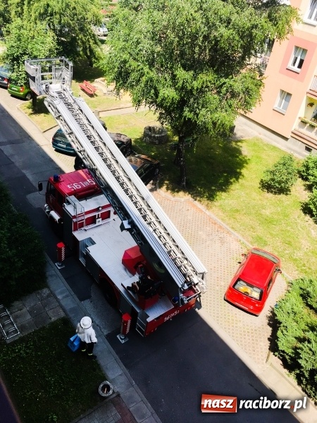 Zdjęcie w galerii na portalu naszraciborz.pl: Rój pszczół na ulicy Pracy. W akcji strażacy i pszczelarz  wiadomości z regionu