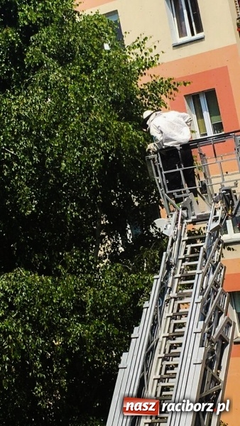 Zdjęcie w galerii na portalu naszraciborz.pl: Rój pszczół na ulicy Pracy. W akcji strażacy i pszczelarz  wiadomości z regionu