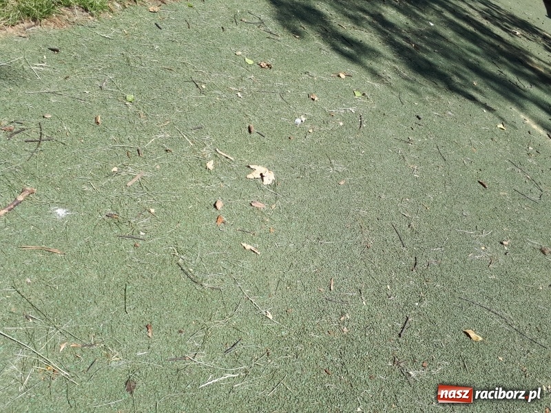 Zdjęcie w galerii na portalu naszraciborz.pl: Plaża miejska w niedzielne popołudnie. Dla gospodarzy nadal trwa zima  wiadomości z regionu