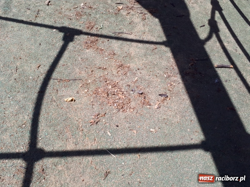 Zdjęcie w galerii na portalu naszraciborz.pl: Plaża miejska w niedzielne popołudnie. Dla gospodarzy nadal trwa zima  wiadomości z regionu