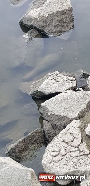 Zdjęcie w galerii na portalu naszraciborz.pl: Pojechał nad Odrę łowić ryby. Natrafił na pocisk  wiadomości z regionu