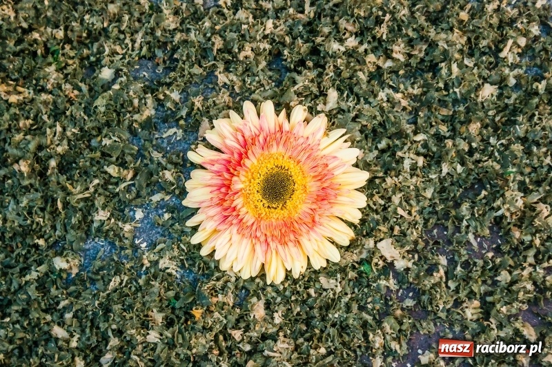 Zdjęcie w galerii na portalu naszraciborz.pl: Od rana cała Raciborszczyzna szykuje się na Boże Ciało  wiadomości z regionu