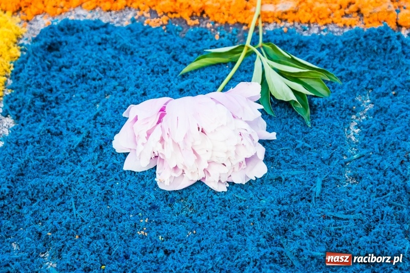 Zdjęcie w galerii na portalu naszraciborz.pl: Od rana cała Raciborszczyzna szykuje się na Boże Ciało  wiadomości z regionu