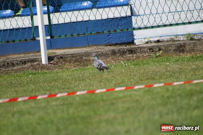 Zdjęcie w galerii na portalu naszraciborz.pl: Młodzieżowe drużyny palanta z Cyprzanowa i Wojnowic szlifują formę  wiadomości z regionu