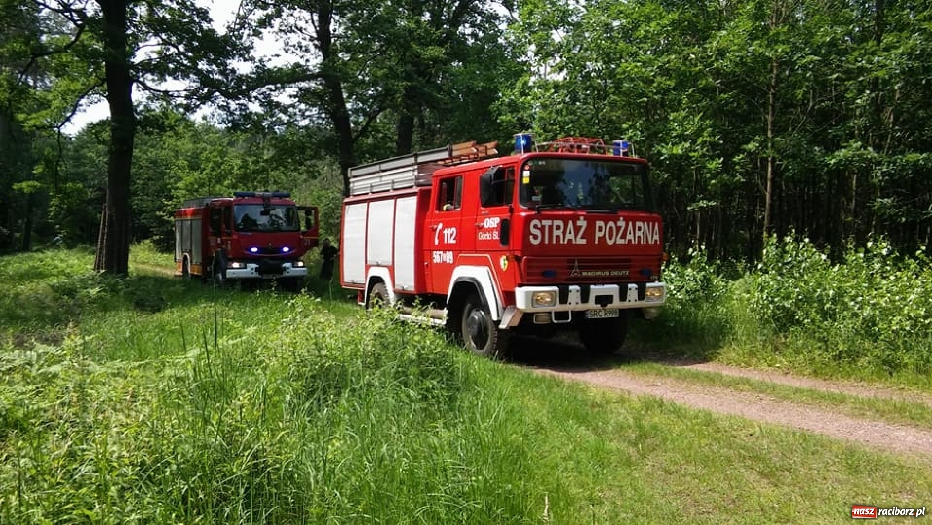 Zdjęcie w galerii na portalu naszraciborz.pl: Pożar lasu w Górkach Śląskich. Powodem uderzenie pioruna  wiadomości z regionu