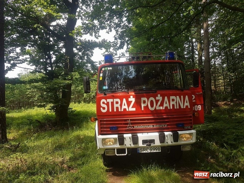 Zdjęcie w galerii na portalu naszraciborz.pl: Pożar lasu w Górkach Śląskich. Powodem uderzenie pioruna  wiadomości z regionu