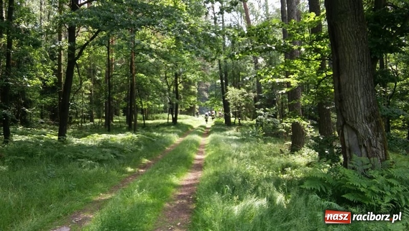 Zdjęcie w galerii na portalu naszraciborz.pl: Pożar lasu w Górkach Śląskich. Powodem uderzenie pioruna  wiadomości z regionu