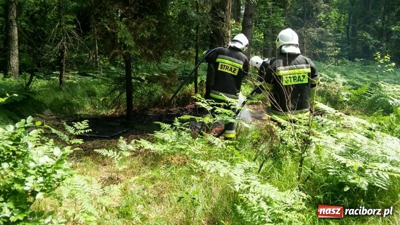 Zdjęcie w galerii na portalu naszraciborz.pl: Pożar lasu w Górkach Śląskich. Powodem uderzenie pioruna  wiadomości z regionu