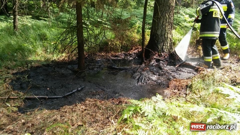 Zdjęcie w galerii na portalu naszraciborz.pl: Pożar lasu w Górkach Śląskich. Powodem uderzenie pioruna  wiadomości z regionu